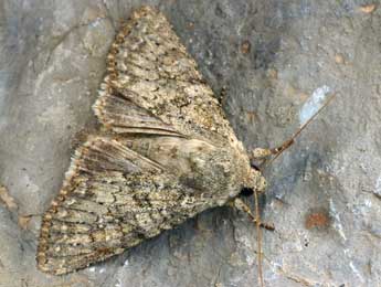 Polia serratilinea Tr. adulte - �Daniel Morel