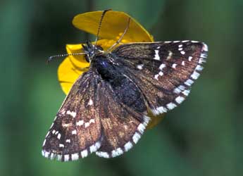 Pyrgus serratulae Rbr adulte - �Tristan Lafranchis