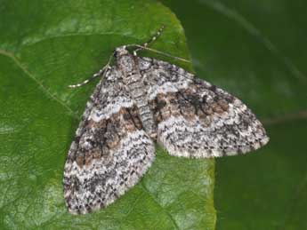 Nothocasis sertata Hb. adulte - �Philippe Mothiron