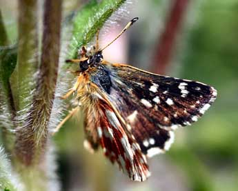 Spialia sertorius Hoffmsg adulte - �Daniel Morel