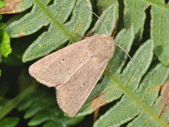 Mythimna sicula Tr. adulte - �Philippe Mothiron