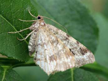 Macaria signaria Hb. adulte - �Daniel Morel