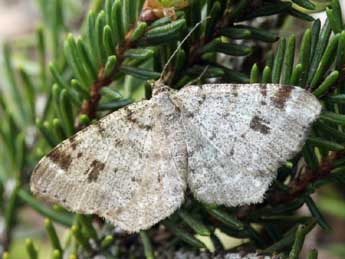 Macaria signaria Hb. adulte - �Daniel Morel