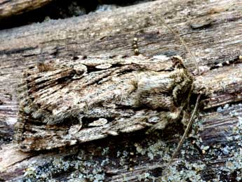 Dichagyris signifera D. & S. adulte - �Daniel Morel