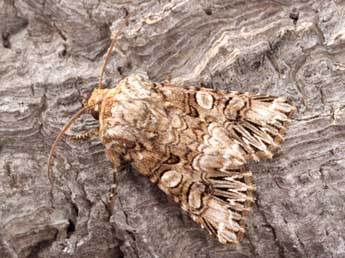 Hadena silenes Hb. adulte - �Daniel Morel