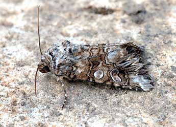 Hadena silenes Hb. adulte - �David Demerges