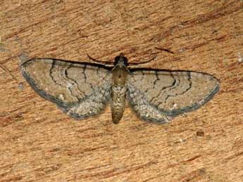 Eupithecia alliaria Stgr adulte - �Patrick Rosset