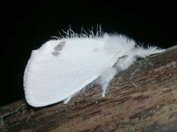 Sphrageidus similis Fuessly adulte - �Philippe Mothiron