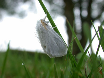 Sphrageidus similis Fuessly adulte - �Philippe Mothiron