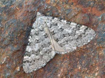 Aplocera simpliciata Tr. adulte - �Daniel Morel