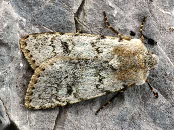 Agrotis simplonia Gey. adulte - �Daniel Morel