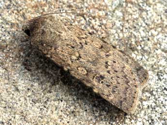 Rhyacia simulans Hfn. adulte - �Daniel Morel