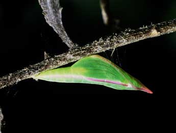  Chrysalide de Leptidea sinapis L. - �Philippe Mothiron