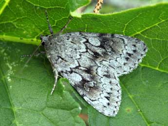 Xestia sincera H.-S. adulte - �Daniel Morel