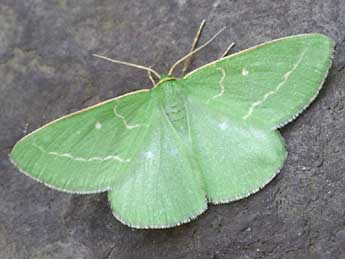 Thetidia smaragdaria F. adulte - �Daniel Morel