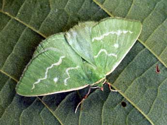 Thetidia smaragdaria F. adulte - �Daniel Morel