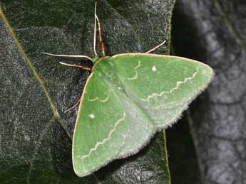 Thetidia smaragdaria F. adulte - �Philippe Mothiron