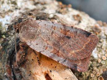 Protolampra sobrina Dup. adulte - �Daniel Morel