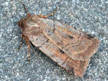 Protolampra sobrina Dup. adulte - �Daniel Morel