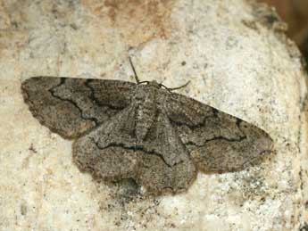Synopsia sociaria Hb. adulte - �Daniel Morel