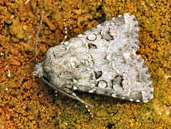 Anarta sodae Bsdv. adulte - �Daniel Morel