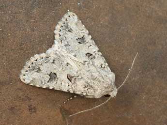 Anarta sodae Bsdv. adulte - �Daniel Morel