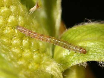  Chenille de Xylena solidaginis Hb. - �Daniel Morel