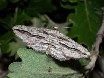 Ecleora solieraria Rbr adulte - �Philippe Mothiron