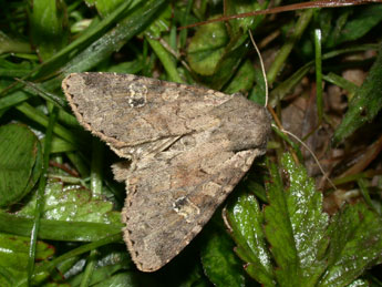 Apamea sordens Hfn. adulte - �Philippe Mothiron