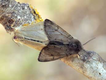 Diaphora sordida Hb. adulte - �Daniel Morel