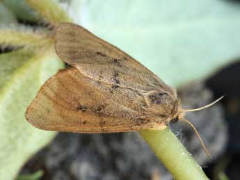 Diaphora sordida Hb. adulte - �Daniel Morel