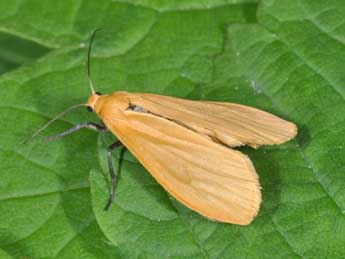 Wittia sororcula Hfn. adulte - �Philippe Mothiron