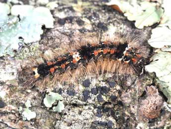  Chenille de Wittia sororcula Hfn. - �Philippe Mothiron