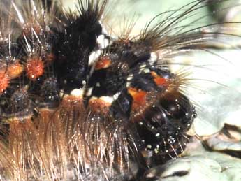  Chenille de Wittia sororcula Hfn. - �Philippe Mothiron