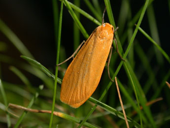 Wittia sororcula Hfn. adulte - �Philippe Mothiron