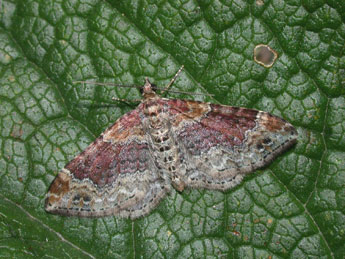 Xanthorhoe spadicearia D. & S. adulte - �Philippe Mothiron