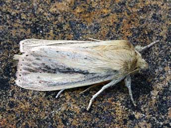 Globia sparganii Esp. adulte - �Daniel Morel