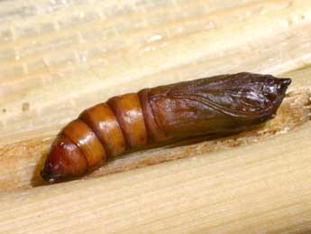  Chrysalide de Globia sparganii Esp. - �Serge Wambeke