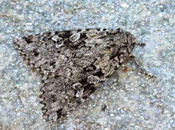 Xestia speciosa Hb. adulte - �Daniel Morel