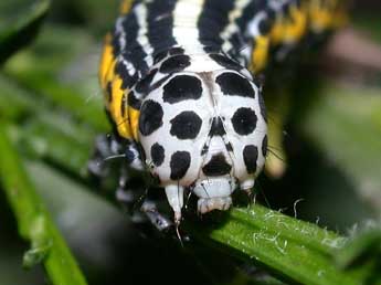  Chenille de Apopestes spectrum Esp. - �Philippe Mothiron