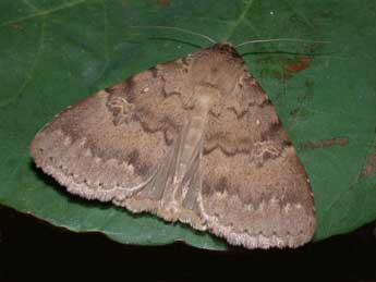 Apopestes spectrum Esp. adulte - �Philippe Mothiron