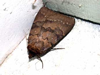 Apopestes spectrum Esp. adulte - �Philippe Mothiron