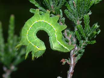  Chenille de Asteroscopus sphinx Hfn. - �Philippe Mothiron