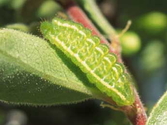  Chenille de Satyrium spini D. & S. - �Tristan Lafranchis