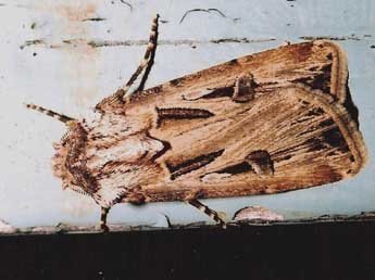Agrotis spinifera Hb. adulte - �Philippe Geniez