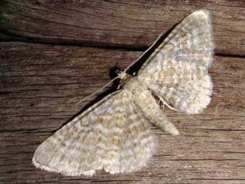 Eupithecia spissilineata Metzner adulte - �Jean-Pierre Lamoline