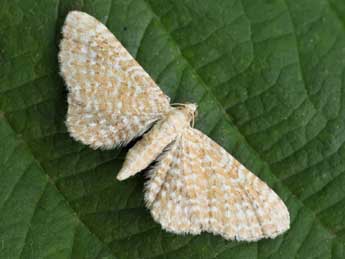 Eupithecia spissilineata Metzner adulte - �Daniel Morel