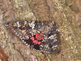 Catocala sponsa L. adulte - �Philippe Mothiron