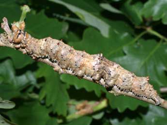  Chenille de Catocala sponsa L. - �Serge Wambeke