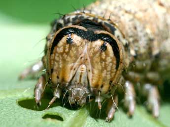  Chenille de Catocala sponsa L. - �Serge Wambeke